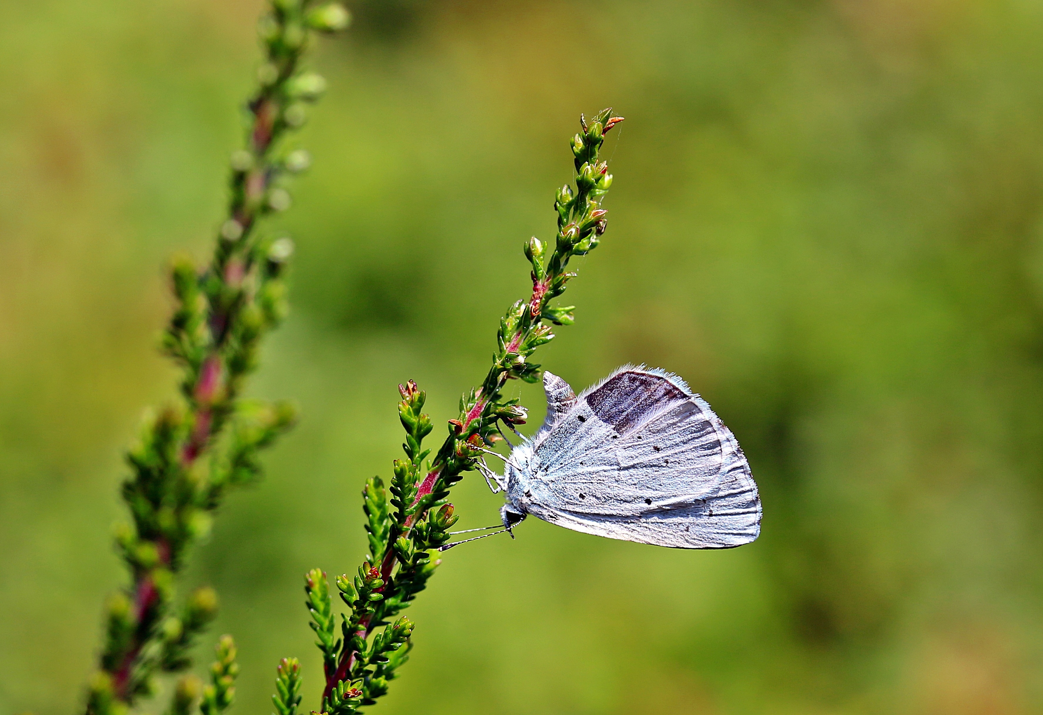 gray butterfly