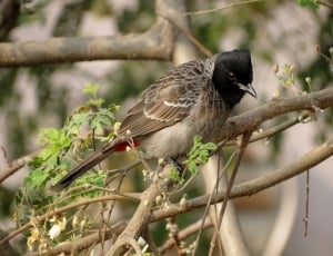 brown and black humming bird on trunk thumbnail