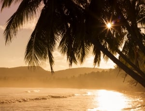 landscape photo of palm tree near body of water thumbnail