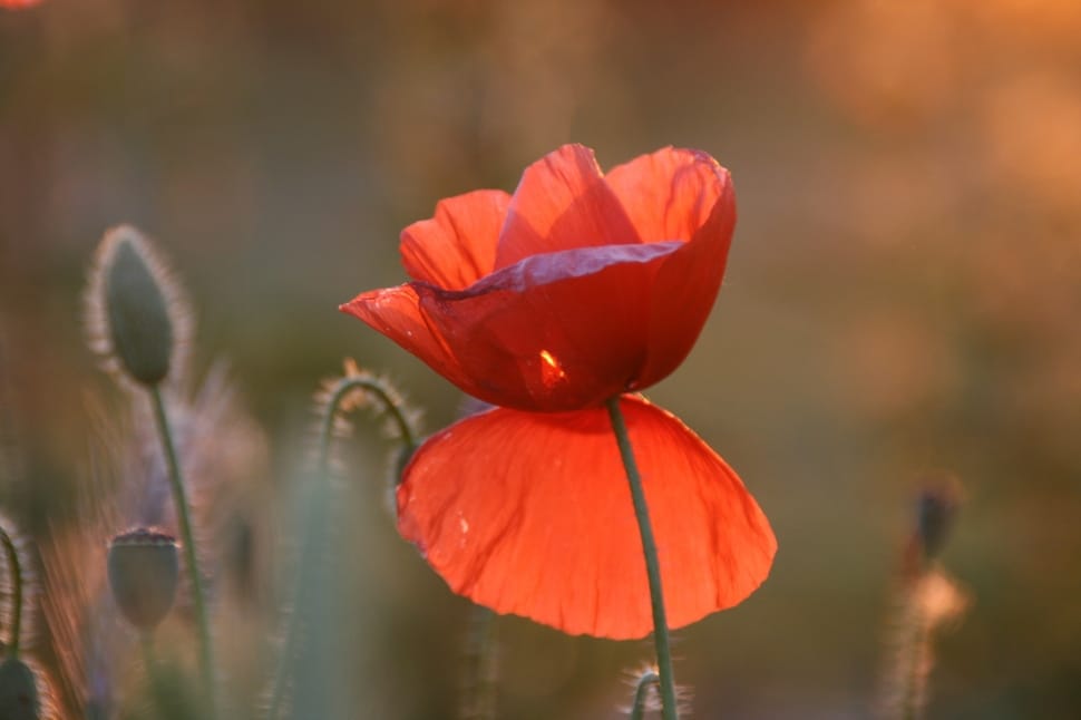 selective focus photo of Poppy flower preview