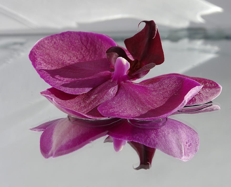 Reflections, Orchide, Pink, Flower, flower, petal preview