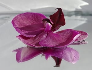 Reflections, Orchide, Pink, Flower, flower, petal thumbnail