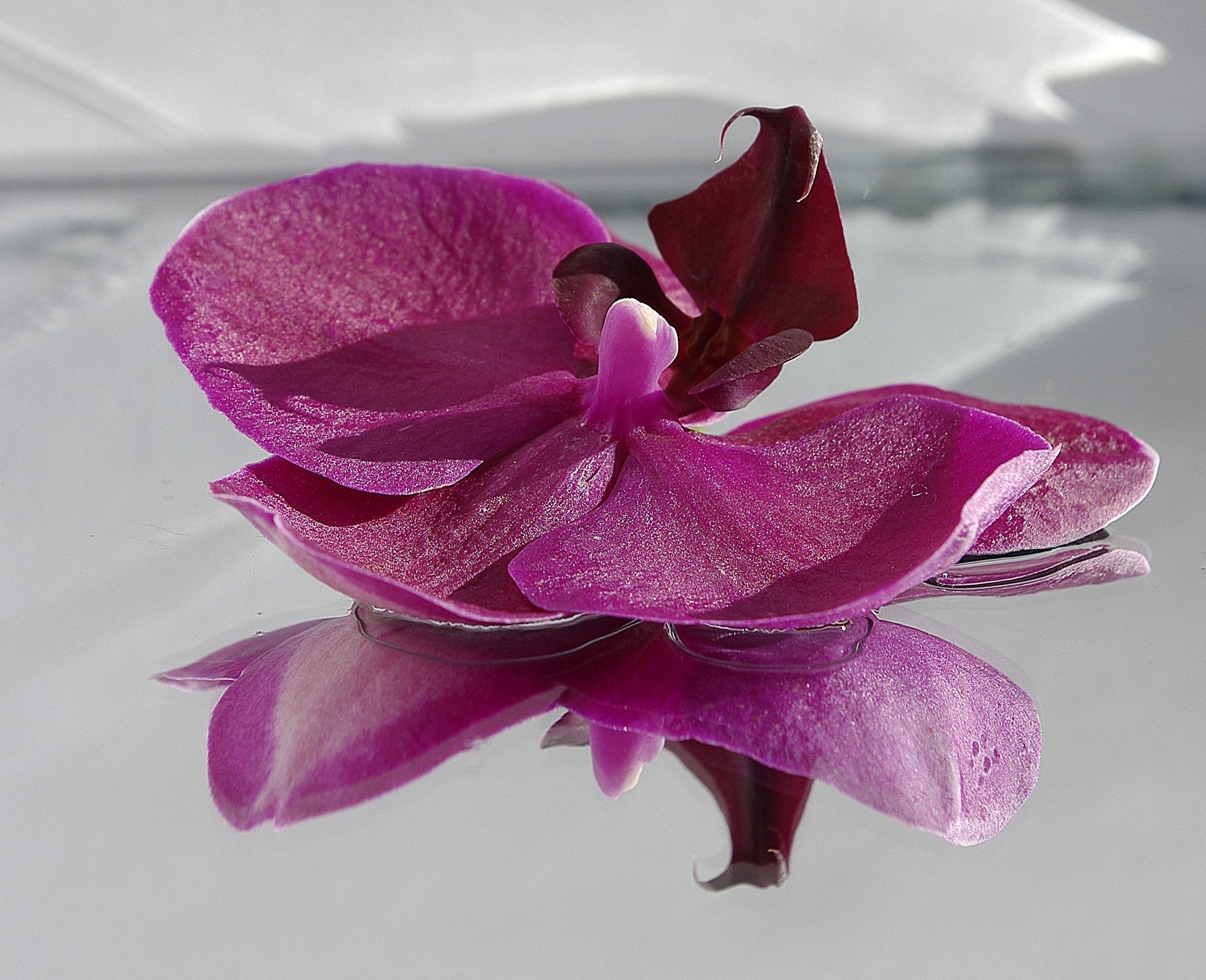 Reflections, Orchide, Pink, Flower, flower, petal