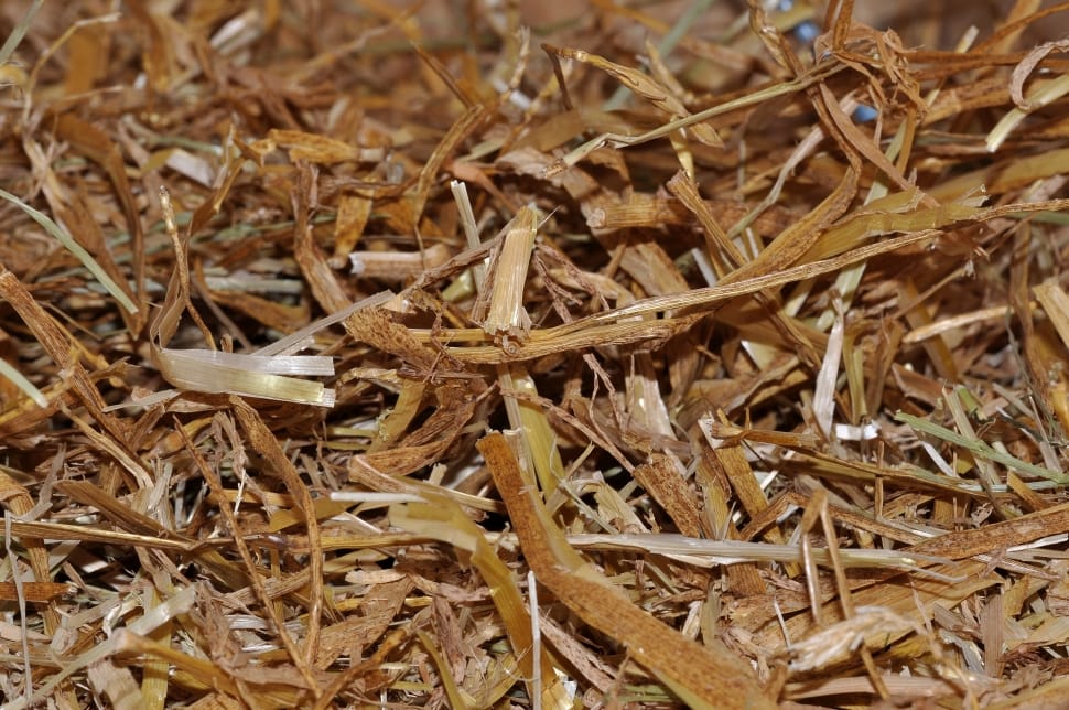 tree twig preview
