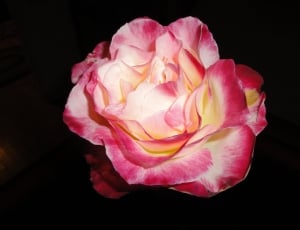 white and pink rose thumbnail