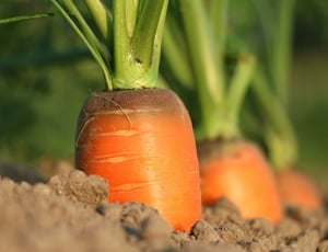 3 carrots thumbnail