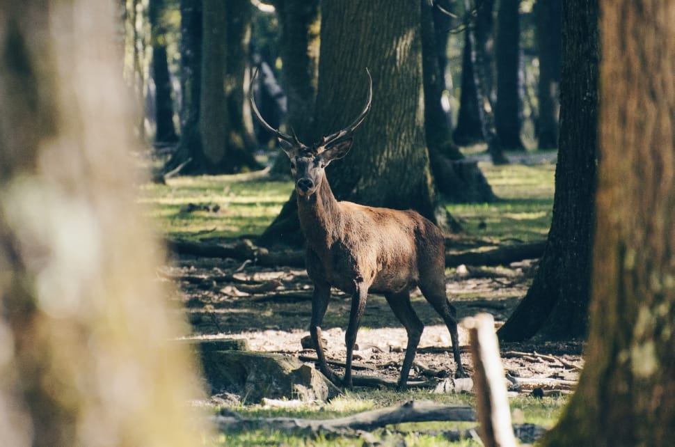 brown buck surrounded by trees preview