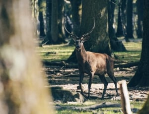 brown buck surrounded by trees thumbnail