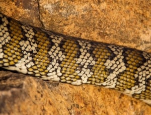 Australia, Python, Carpet Python, close-up, one animal thumbnail