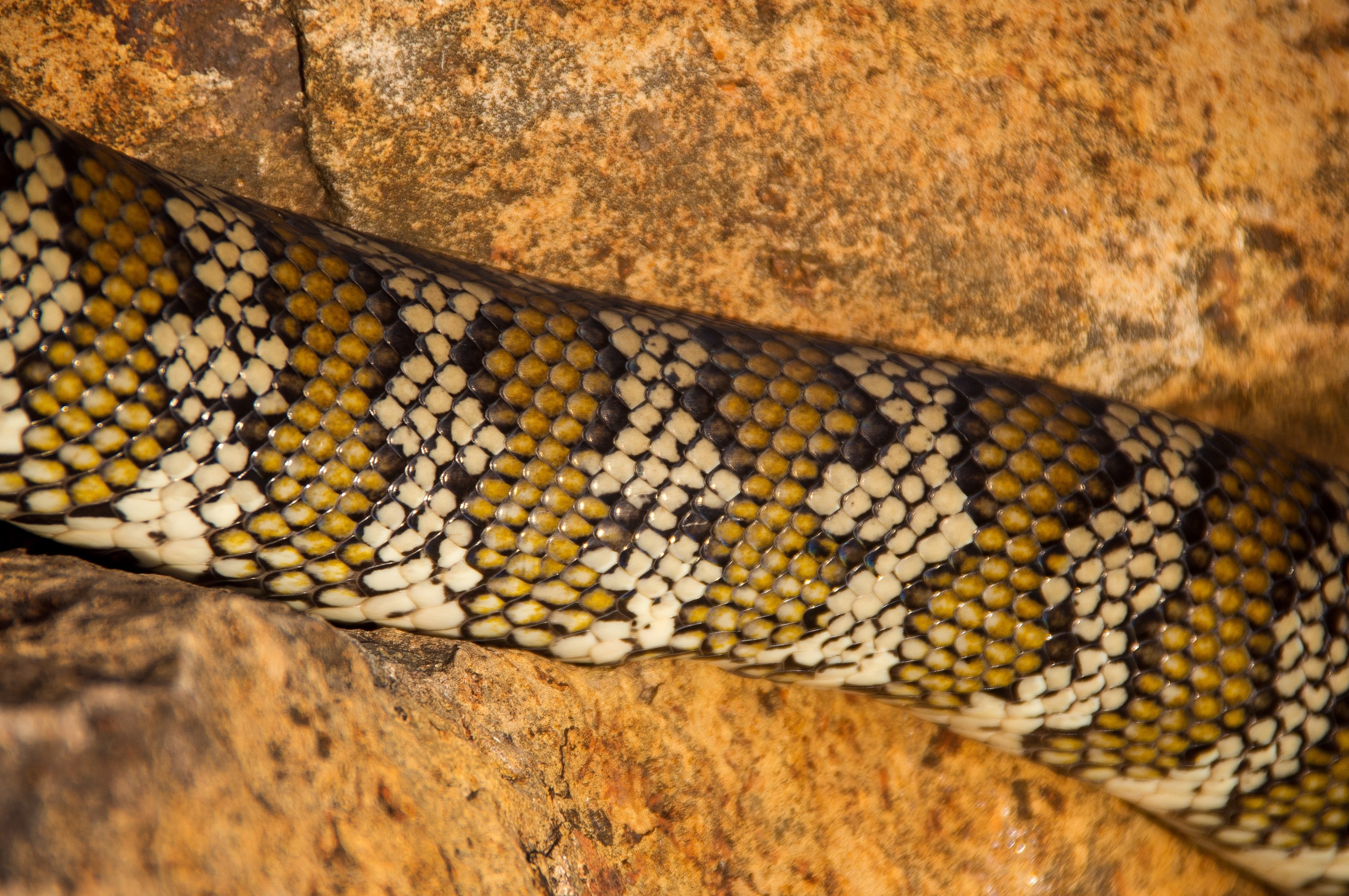 Australia, Python, Carpet Python, close-up, one animal