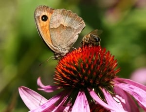 brown honeybee and butterfly thumbnail