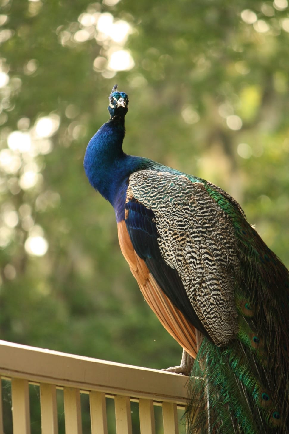 Peacock standing on brown wooden railings preview