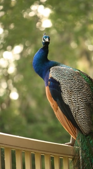 Peacock standing on brown wooden railings thumbnail