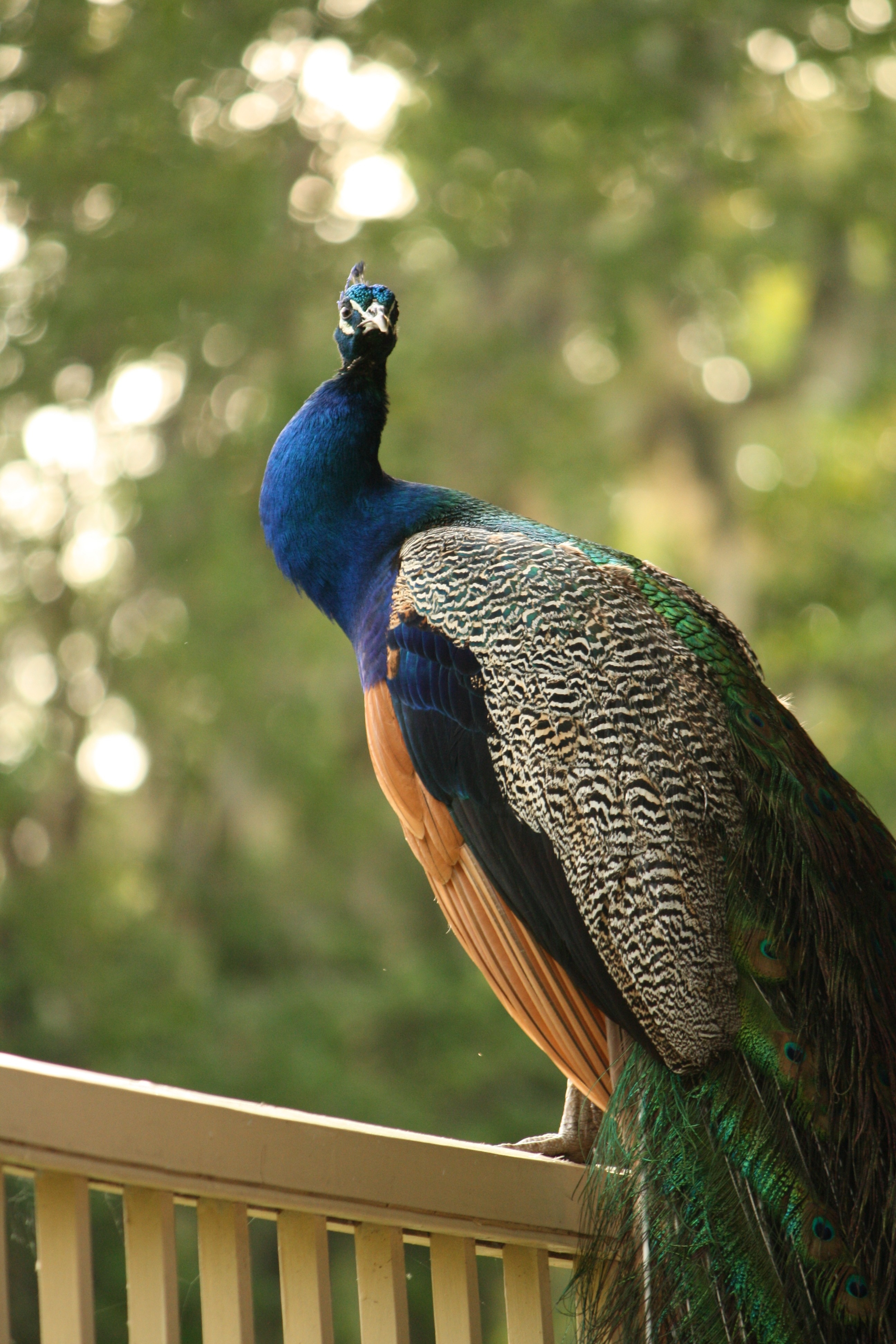 Peacock standing on brown wooden railings