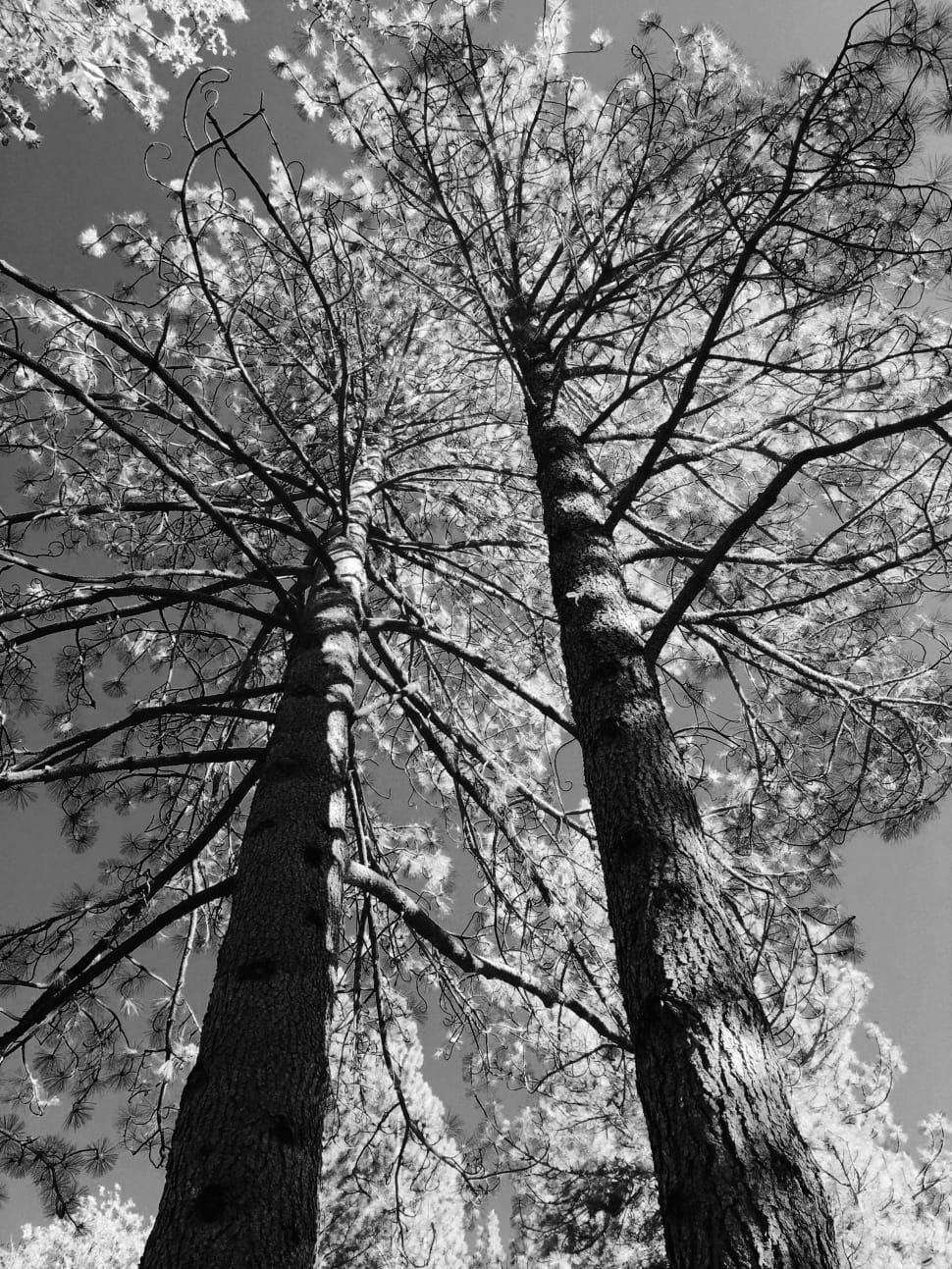 oak tree grayscale photo preview