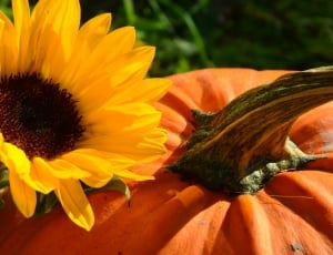 Harvest, Sun Flower, Pumpkin, Yellow, flower, freshness thumbnail