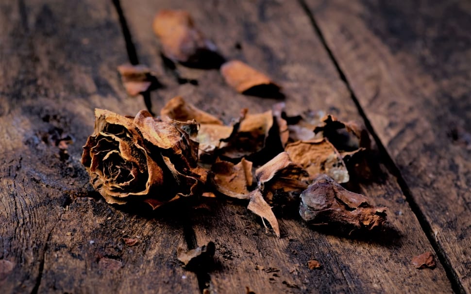 dried rose on brown wooden surface preview