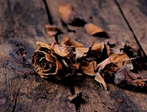 dried rose on brown wooden surface thumbnail
