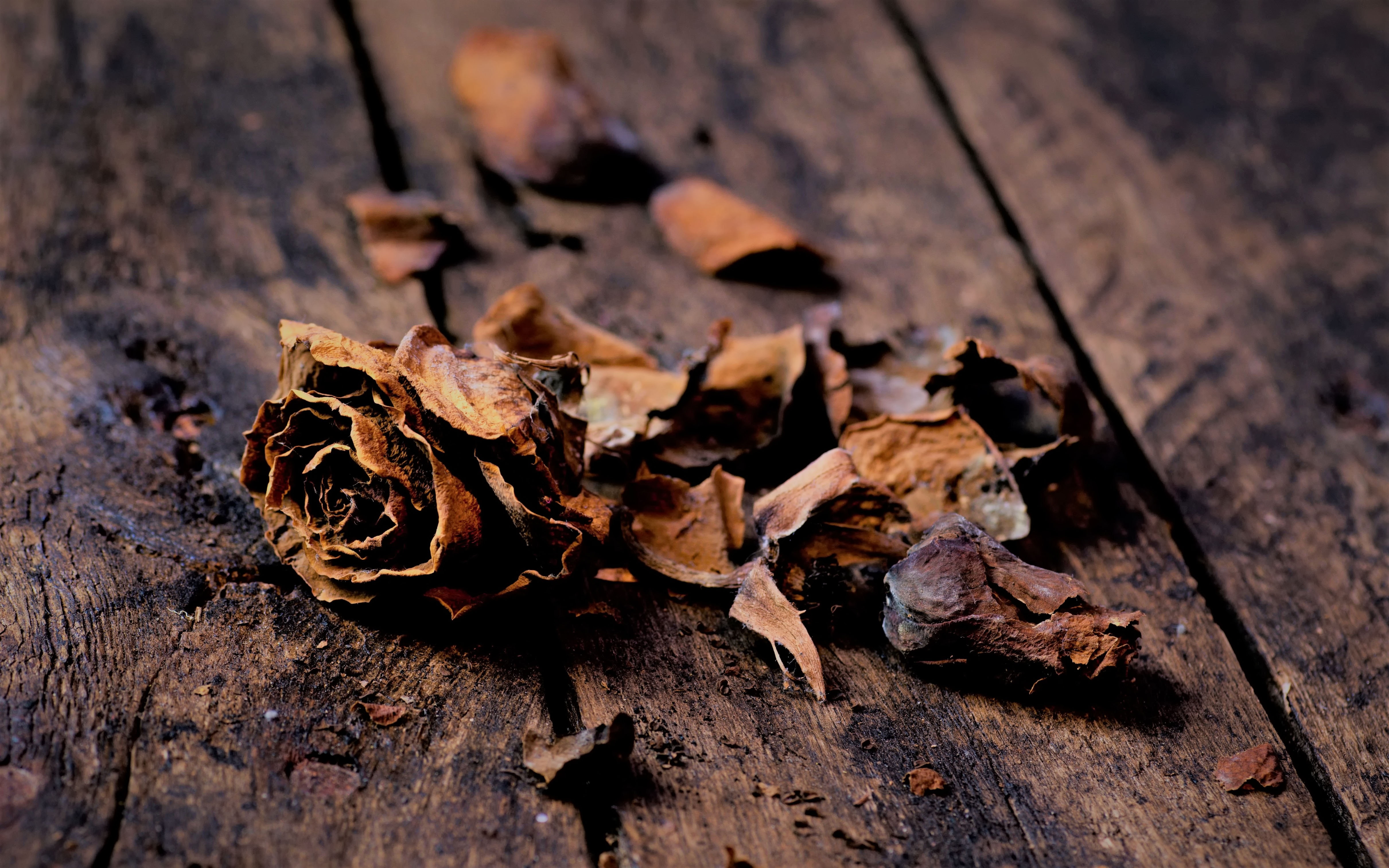 dried rose on brown wooden surface
