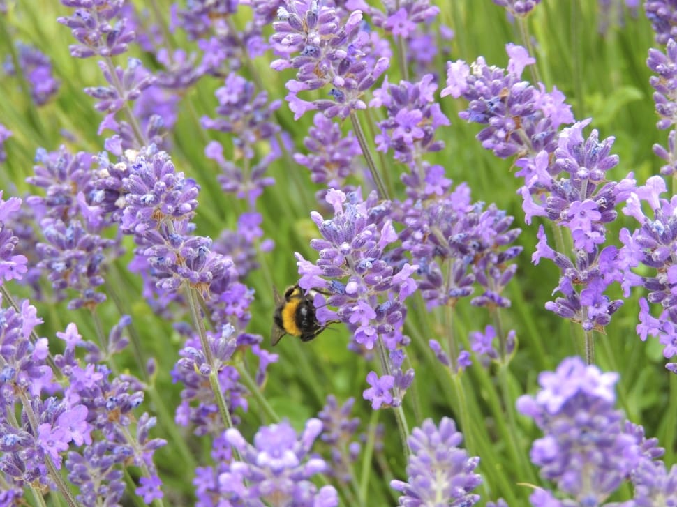 bumble bee on lavender preview