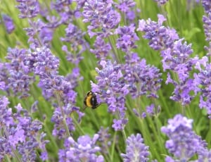 bumble bee on lavender thumbnail