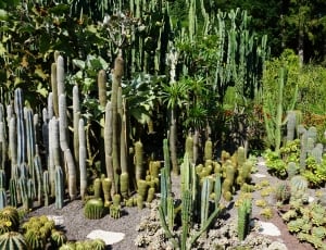 cactus plants thumbnail