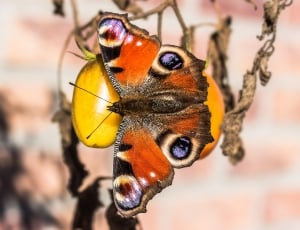 common buckeye butterfly thumbnail