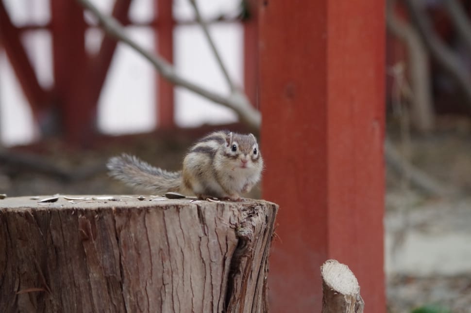 Wood, Woods, Mountain, Natural, Squirrel, one animal, animal themes preview