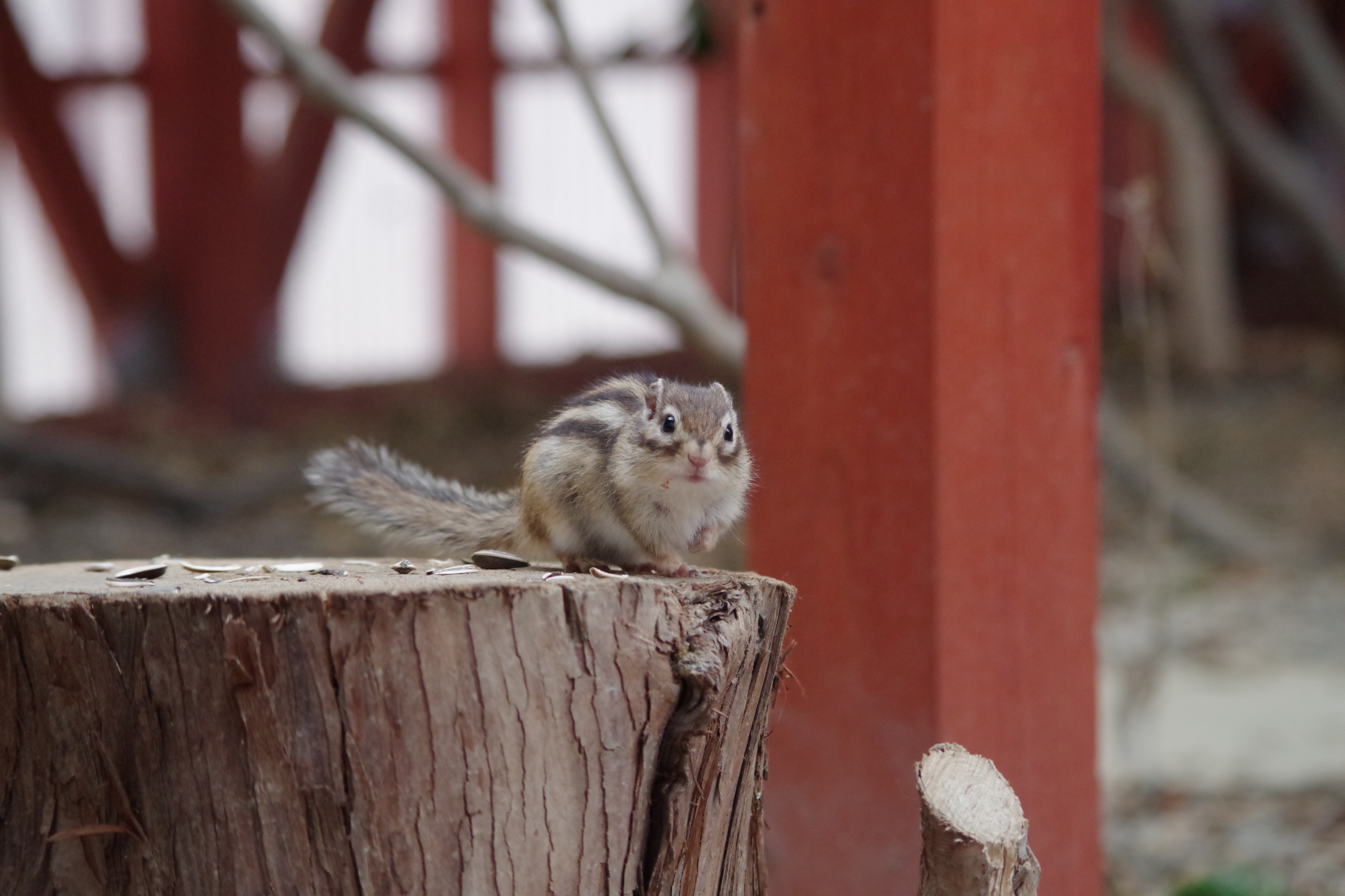 Wood, Woods, Mountain, Natural, Squirrel, one animal, animal themes