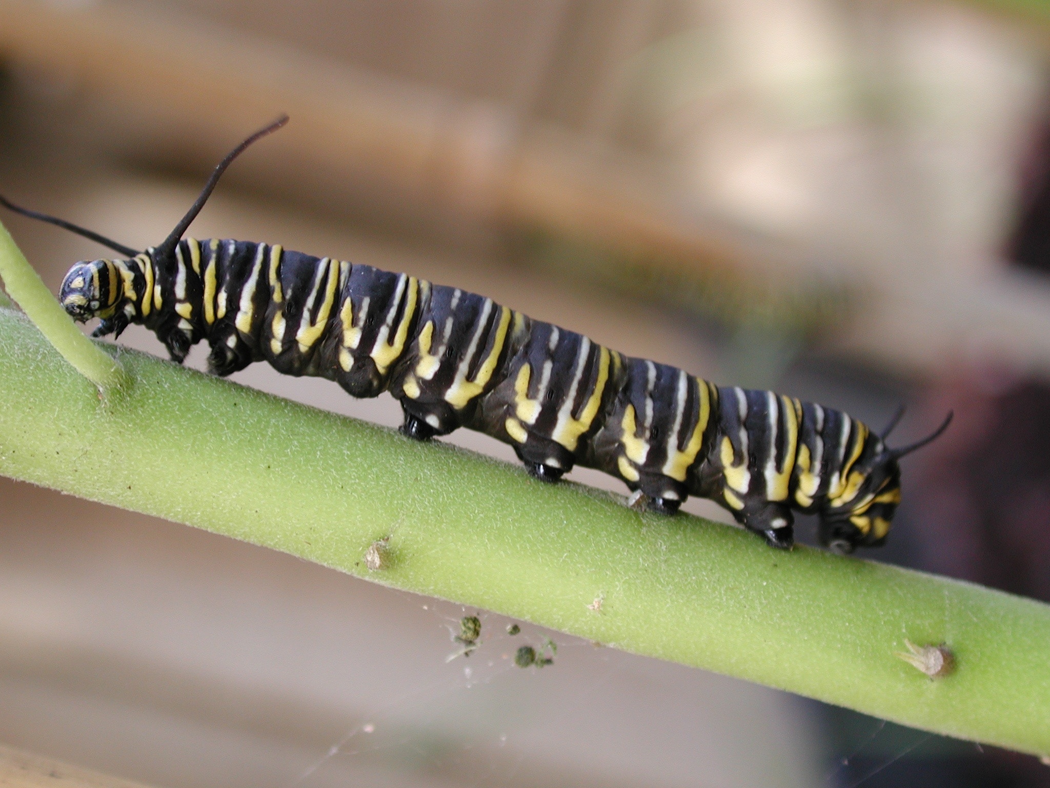 1280x1024-wallpaper-black-yellow-and-white-caterpillar-peakpx