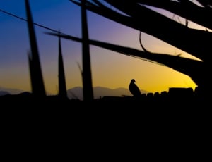 silhouette photography of bird thumbnail