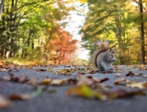 gray squirrel thumbnail