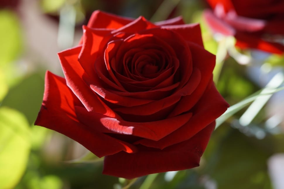 Flower, Red Rose, Rose, Red, Blossom, red, rose - flower preview