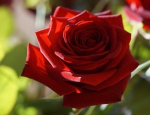 Flower, Red Rose, Rose, Red, Blossom, red, rose - flower thumbnail