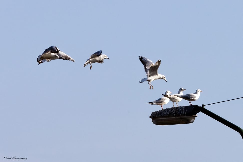 flock of seagull preview