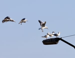 flock of seagull thumbnail