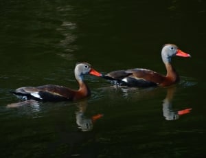 2 wild ducks thumbnail