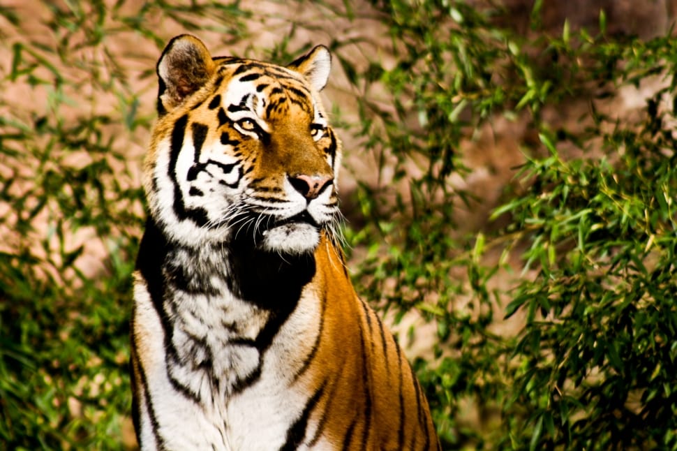 Wildcat, Majestic, Tiger, Power, one animal, animal wildlife preview
