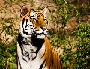 Wildcat, Majestic, Tiger, Power, one animal, animal wildlife thumbnail