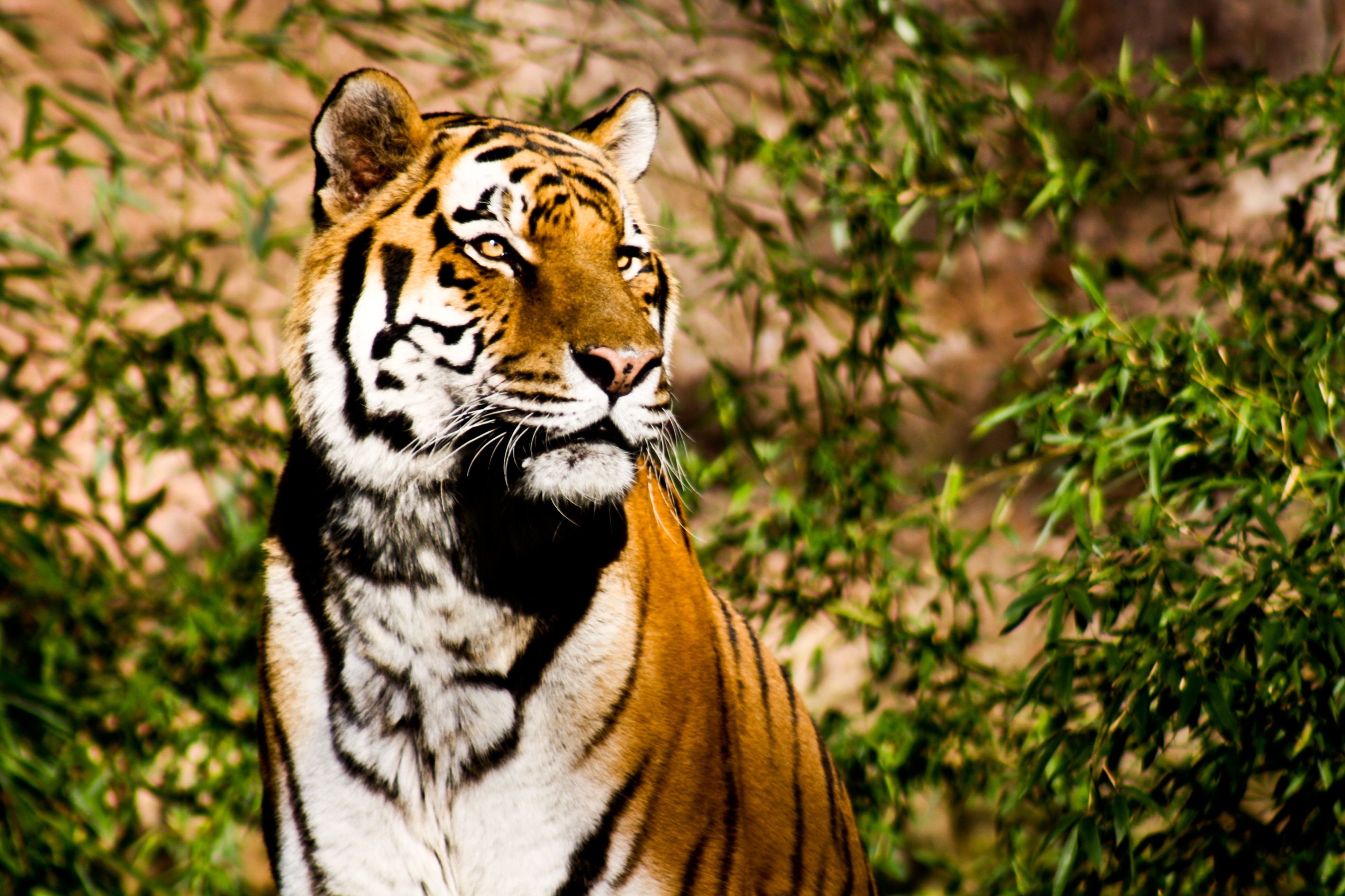 Wildcat, Majestic, Tiger, Power, one animal, animal wildlife