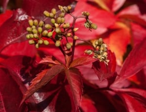 Golden Autumn, Fall Foliage, Autumn, plant, red thumbnail