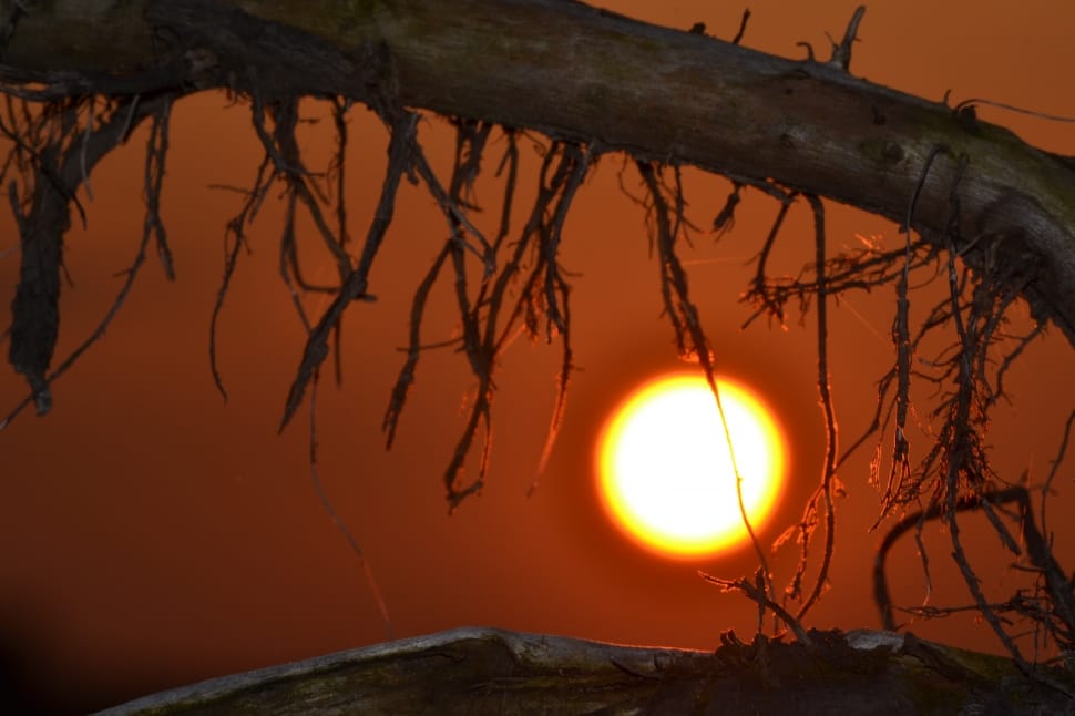 brown tree trunk with vines under orange cloudy sky during sunset preview