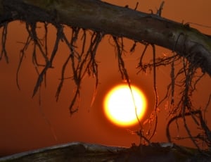 brown tree trunk with vines under orange cloudy sky during sunset thumbnail