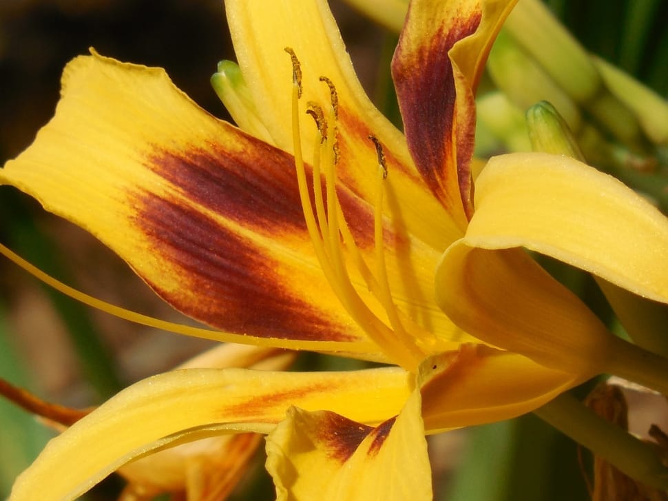yellow and brown flower preview