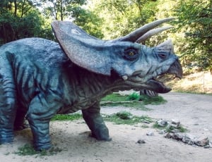 gray triceratop thumbnail