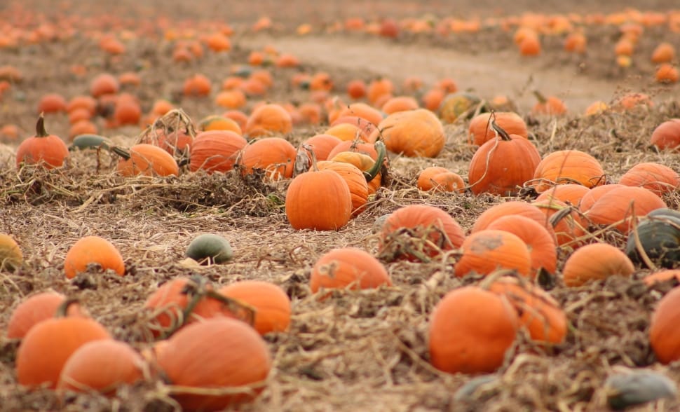 orange Pumpkins on soil during daytime preview