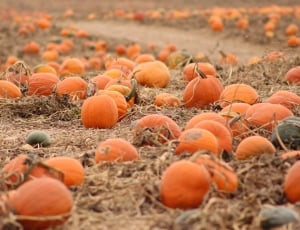 orange Pumpkins on soil during daytime thumbnail