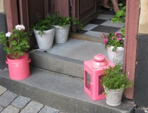 Decoration, Pots, Herbs, Still Life, potted plant, pink color thumbnail
