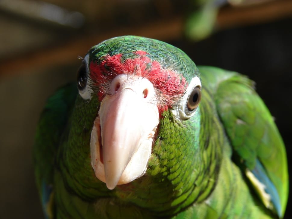 close-up photography of green parrot preview
