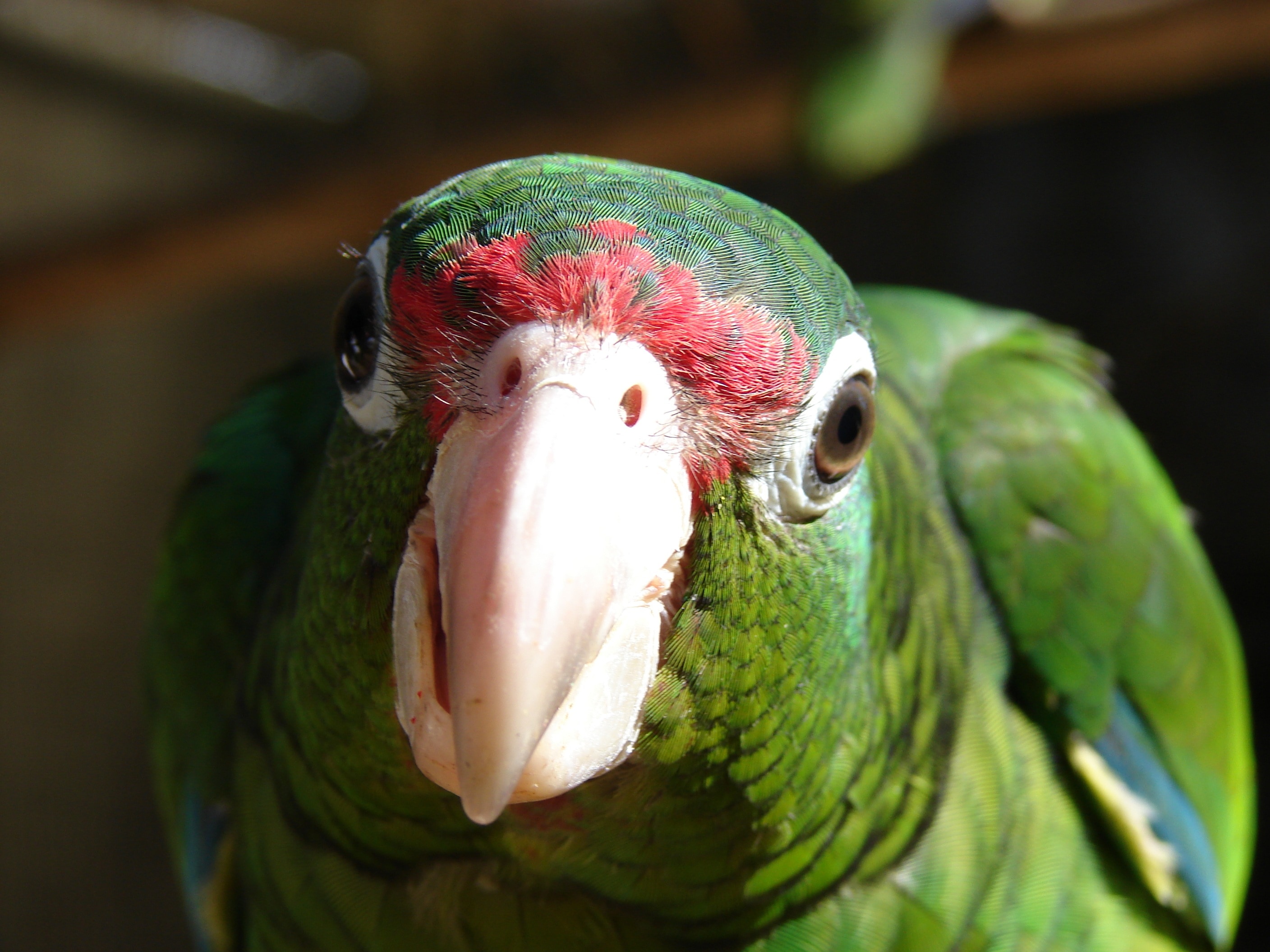 close-up photography of green parrot